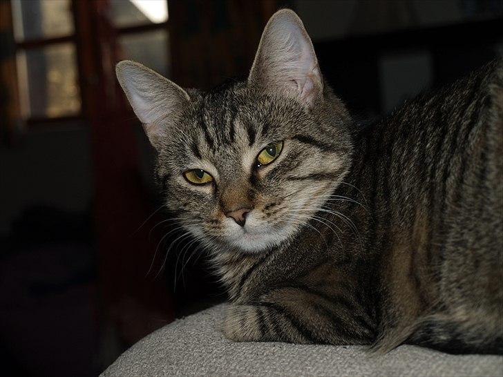 Huskat Sascha billede 11