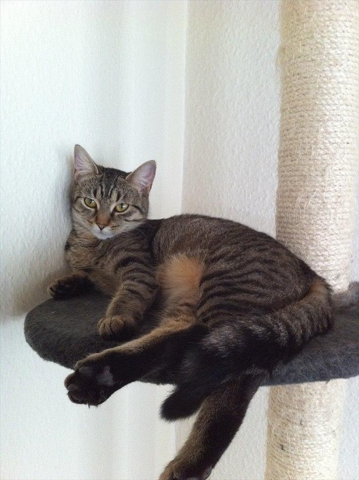 Huskat Sascha billede 12