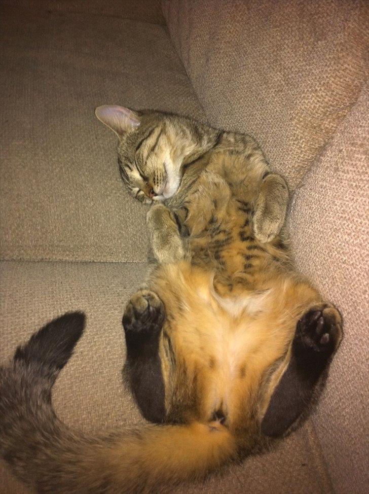 Huskat Sascha billede 13