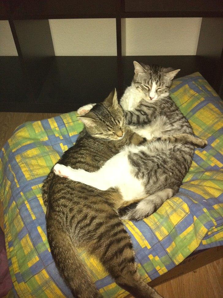 Huskat Sascha billede 14