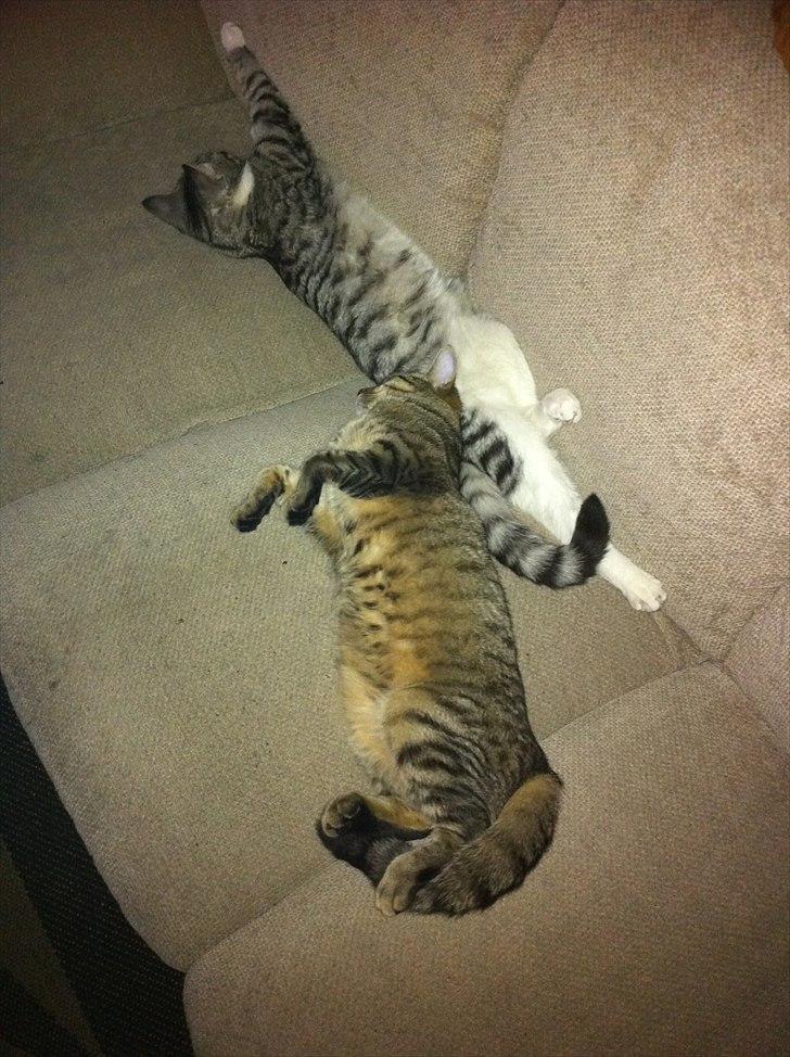 Huskat Sascha billede 15