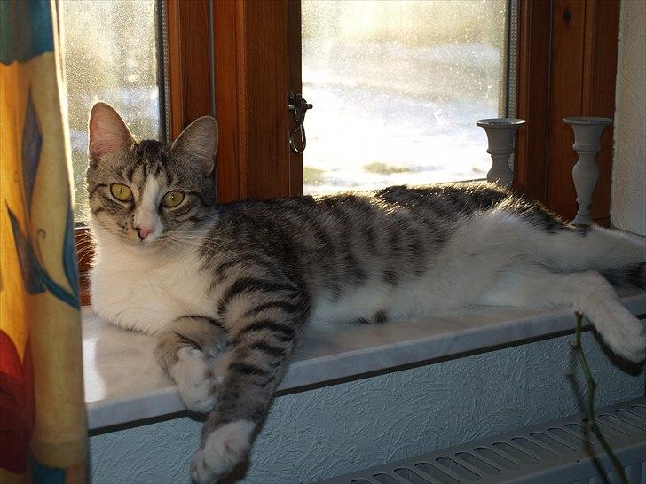 Huskat Molly billede 1