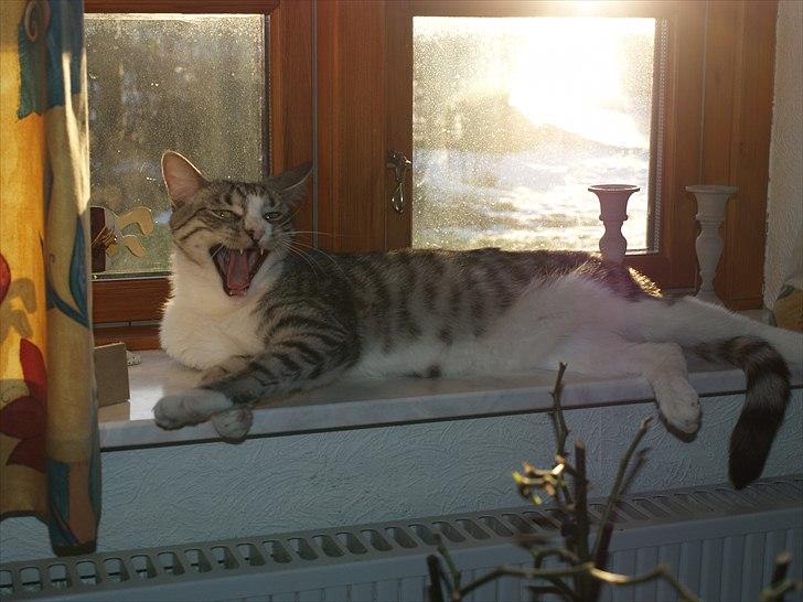 Huskat Molly billede 3