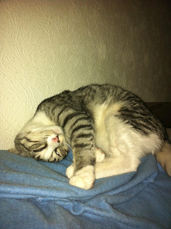 Huskat Molly billede 4