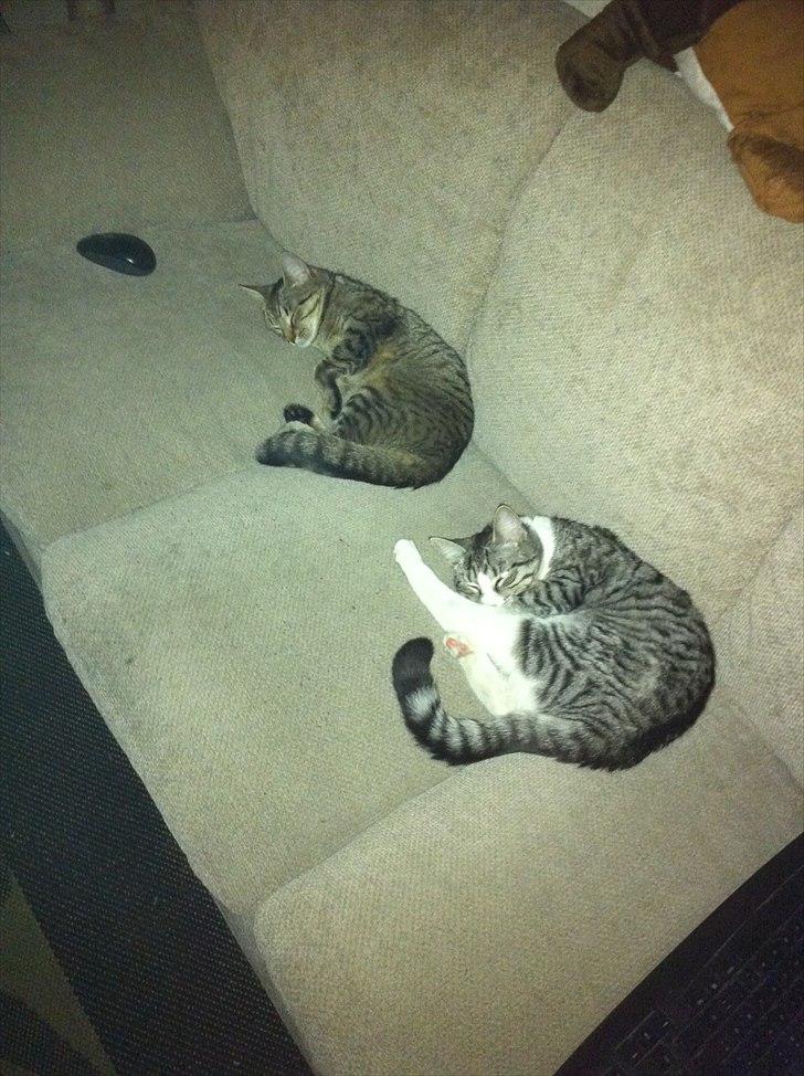 Huskat Molly billede 5