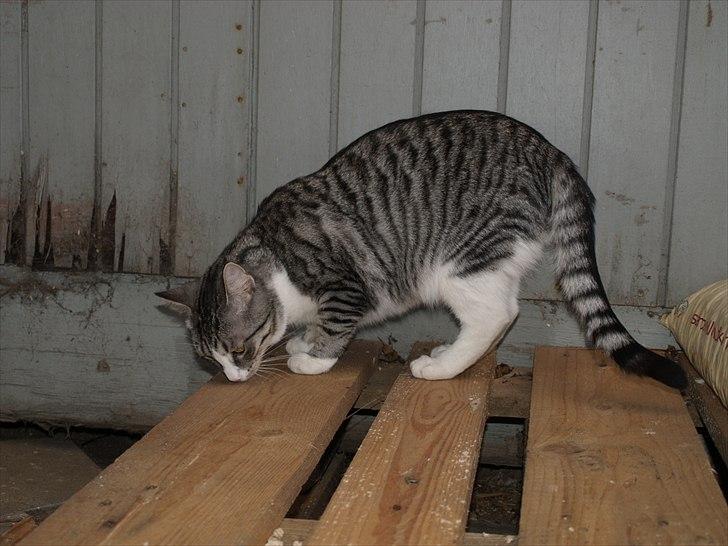 Huskat Molly billede 6