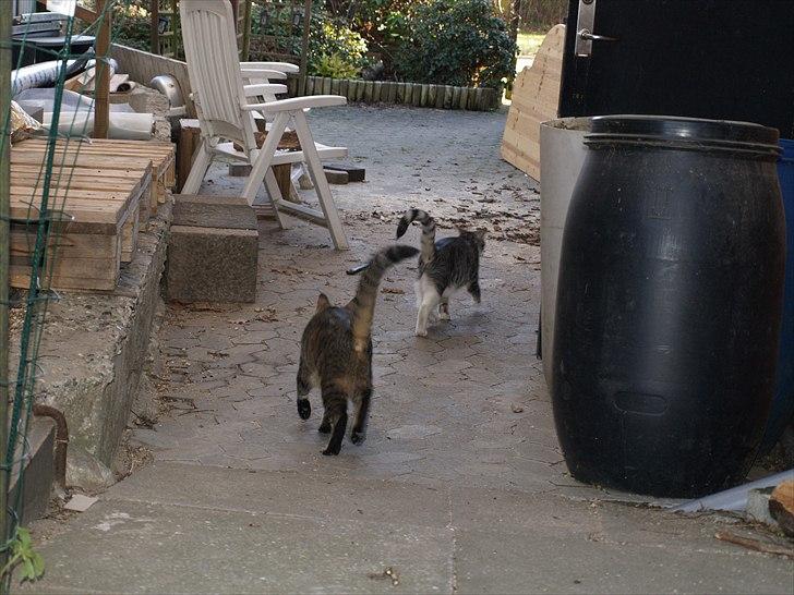 Huskat Molly billede 7