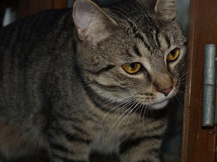 Huskat Sascha billede 16