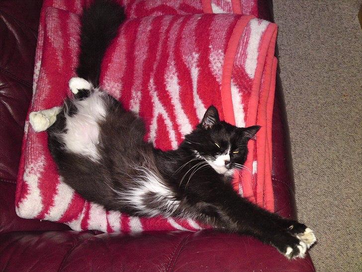 Blanding af racer Bettemus billede 19