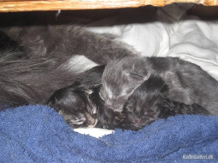 Blanding af racer Mille - Helt ny :-) billede 14