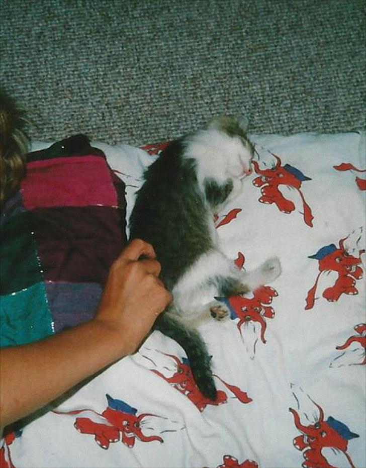 Blanding af racer Vinters Frækkert *R.I.P* billede 2