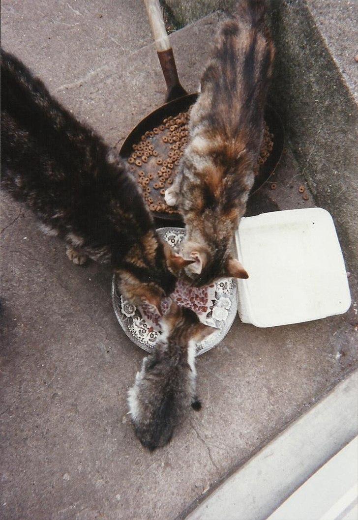 Blanding af racer Vinters Frækkert *R.I.P* billede 3