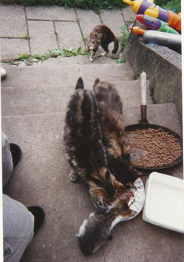 Blanding af racer Vinters Frækkert *R.I.P* billede 4