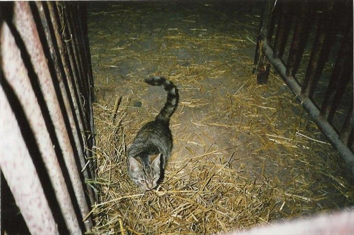 Blanding af racer Minna *R.I.P* billede 1