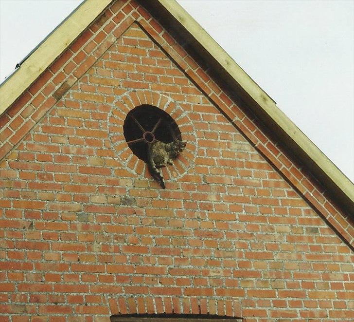 Blanding af racer Minna *R.I.P* billede 2