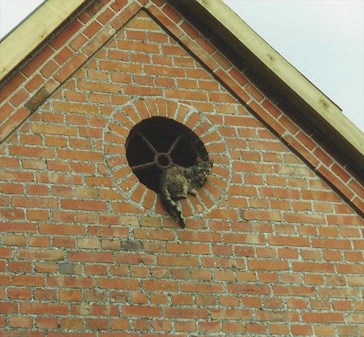 Blanding af racer Minna *R.I.P* billede 3