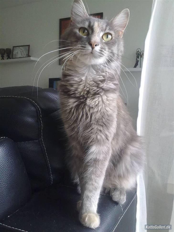 Blanding af racer Bailey billede 4