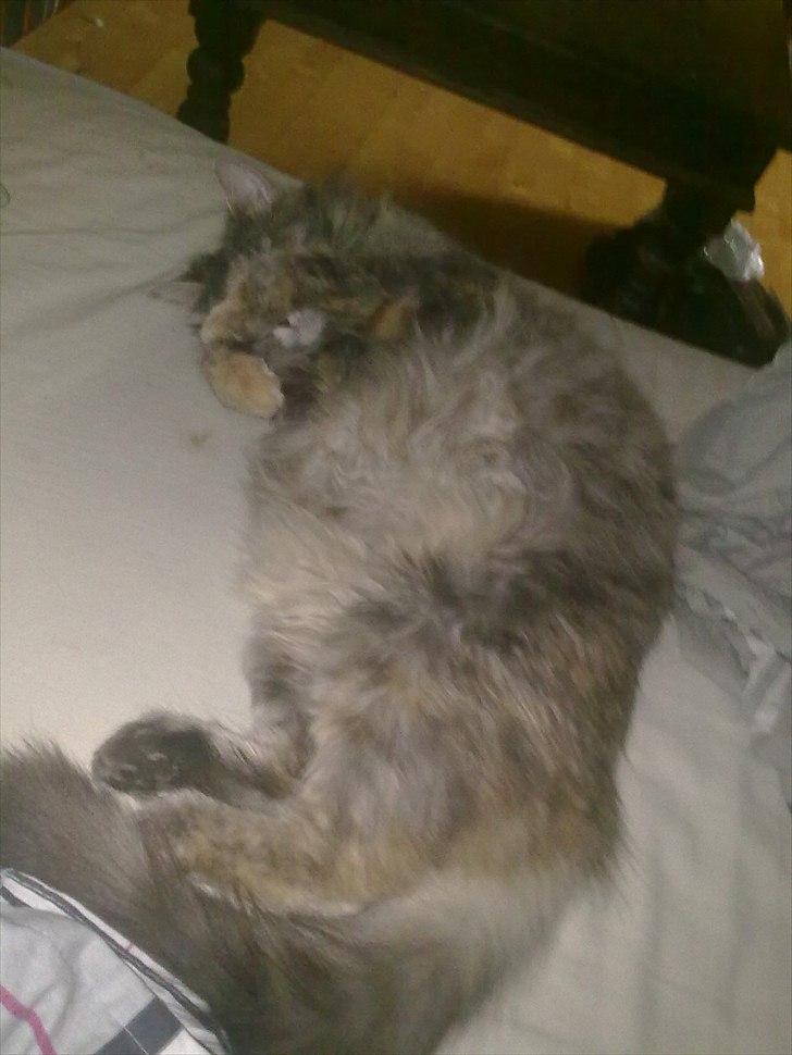 Blanding af racer Bailey - høj gravid Bailey slapper af i fodenden af min seng. 20-05-11 billede 5