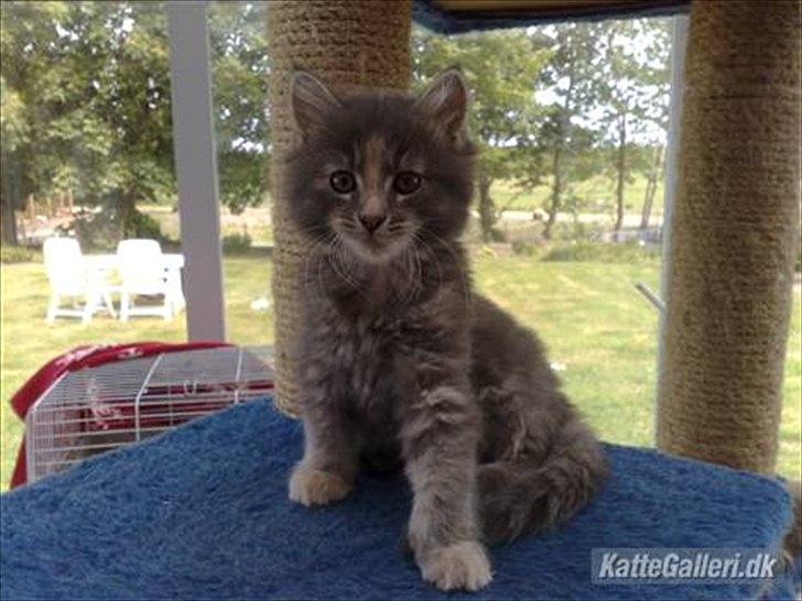 Blanding af racer Bailey - billeder jeg tog da vi så hende første gang. nøj det var svært og vente den månede vi skulle før hun var gammel nok til og komme hjem billede 7