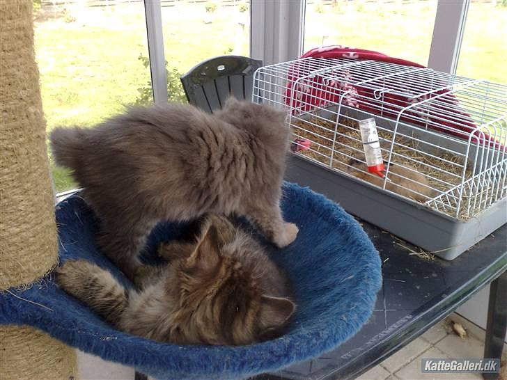 Blanding af racer Bailey billede 8