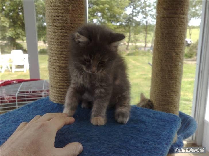 Blanding af racer Bailey billede 9