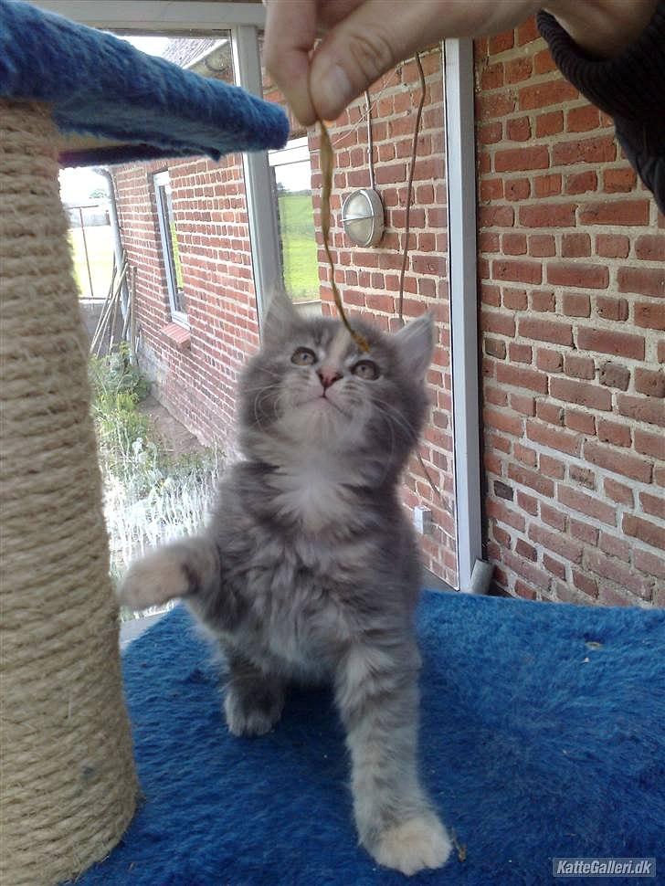 Blanding af racer Bailey billede 10