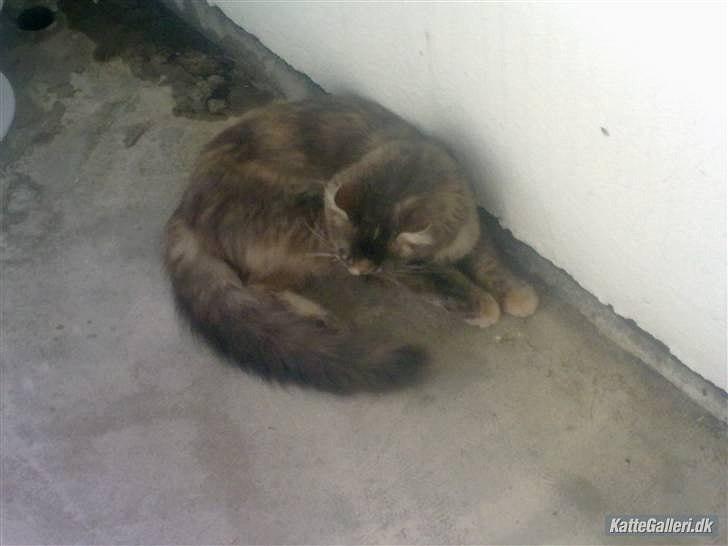 Blanding af racer Bailey billede 11