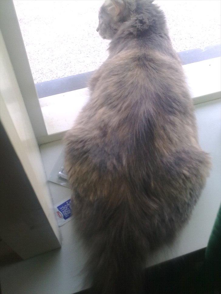 Blanding af racer Bailey billede 12