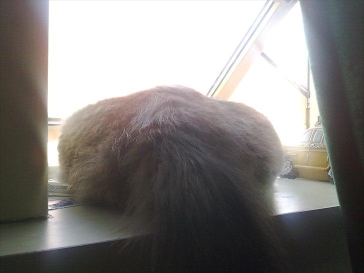 Blanding af racer Bailey billede 13