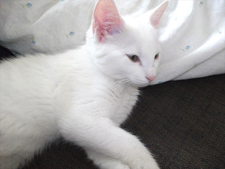 Blanding af racer Frederikke billede 2