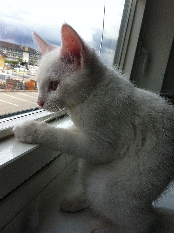 Blanding af racer Frederikke - Fredrikke med på kontoret billede 3