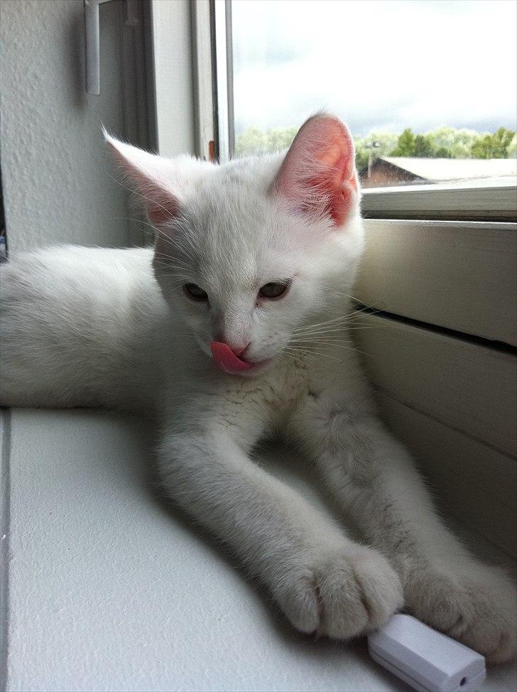 Blanding af racer Frederikke billede 4