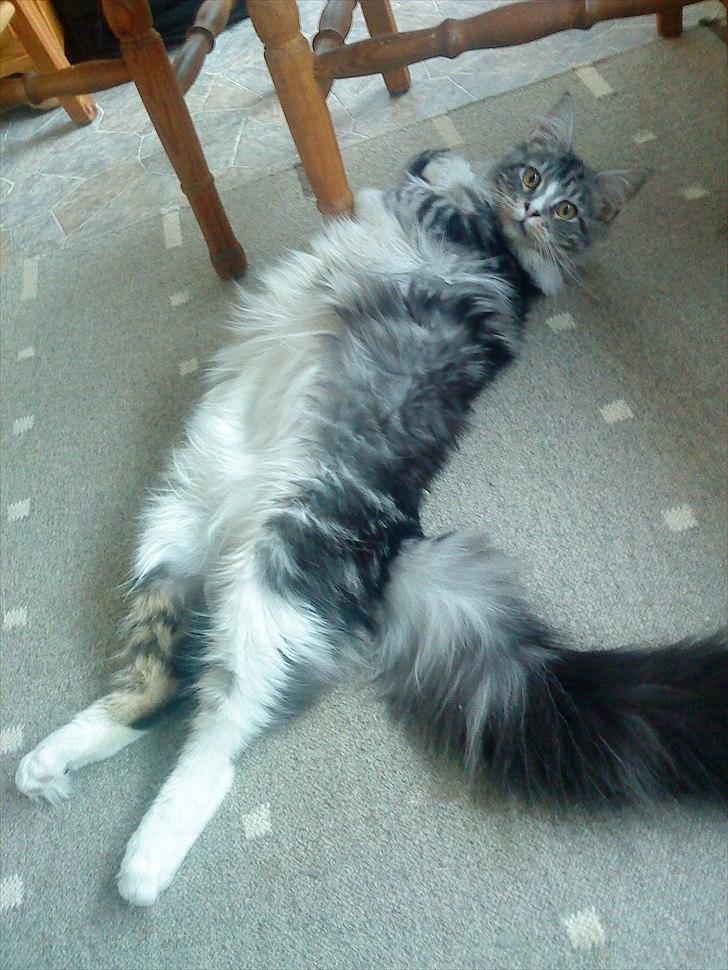 Maine Coon Thor billede 1