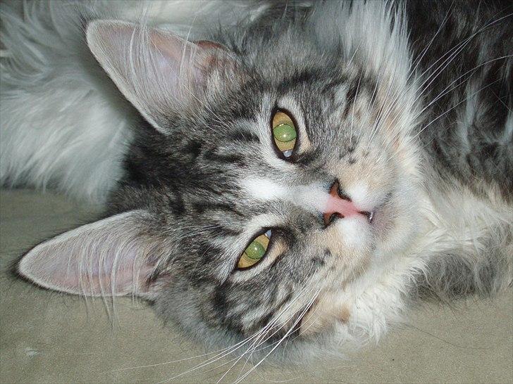 Maine Coon Thor billede 2