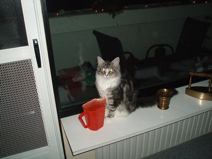 Maine Coon Thor billede 3