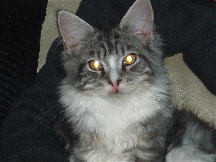 Maine Coon Thor billede 4
