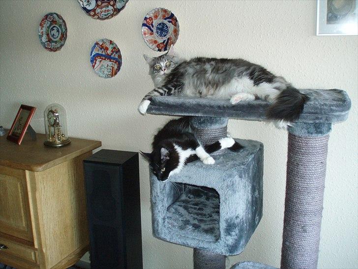 Maine Coon Thor billede 5