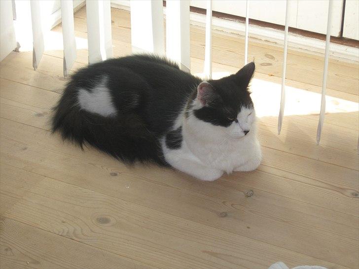 Maine Coon jazz billede 6