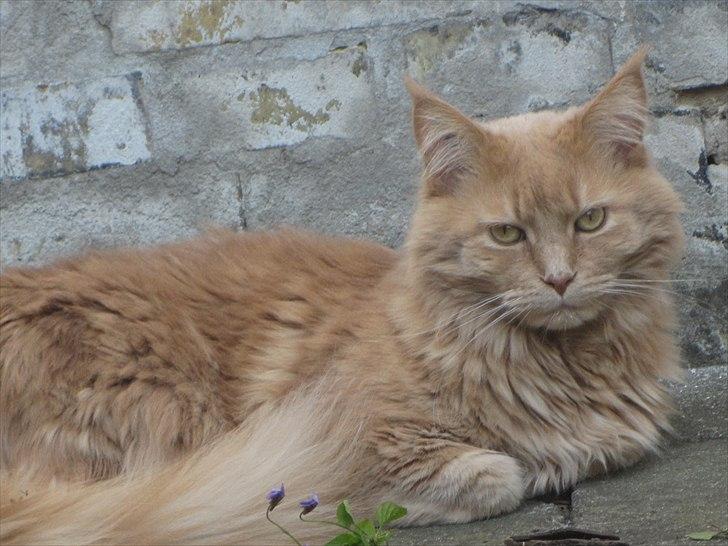 Maine Coon bastian billede 19