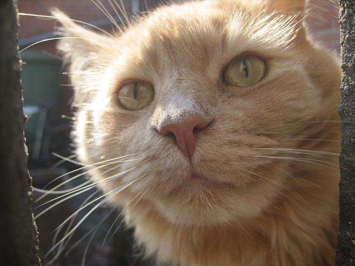 Maine Coon bastian billede 20