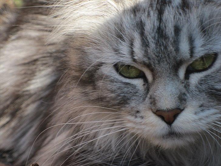 Maine Coon sølvfine billede 18