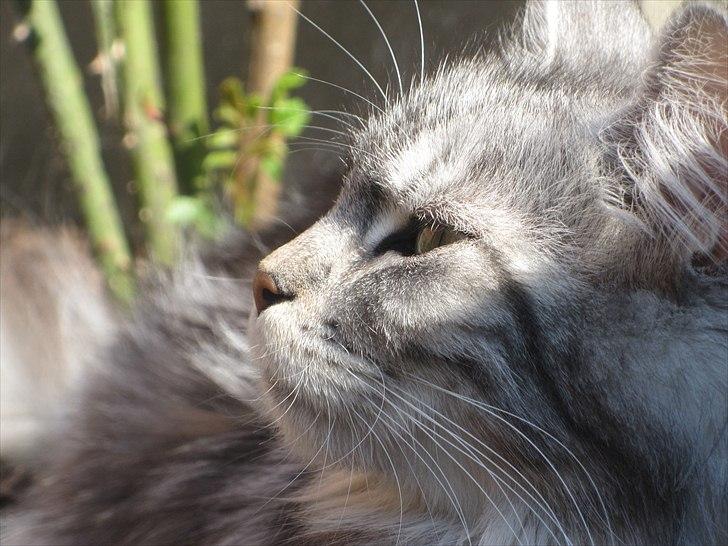 Maine Coon sølvfine billede 19