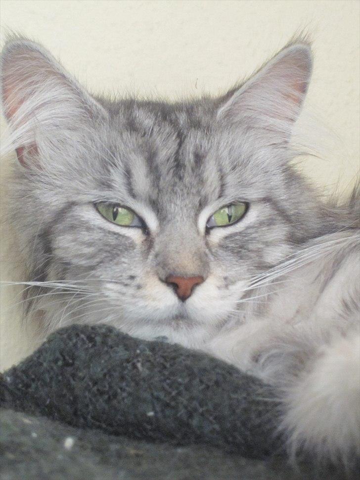 Maine Coon sølvfine billede 20