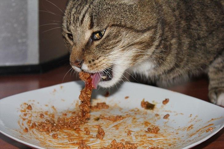 Huskat Elvis - R.I.P Sov godt - Foto: Glamberten. billede 17