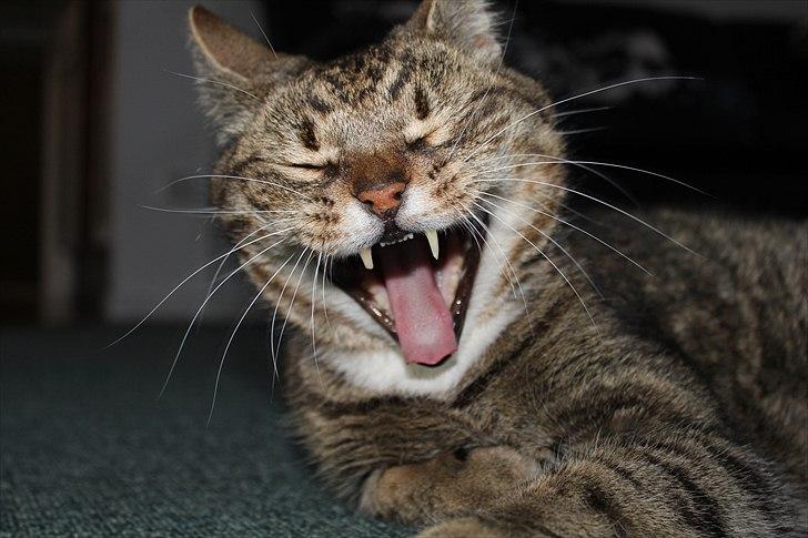 Huskat Elvis - R.I.P Sov godt billede 19