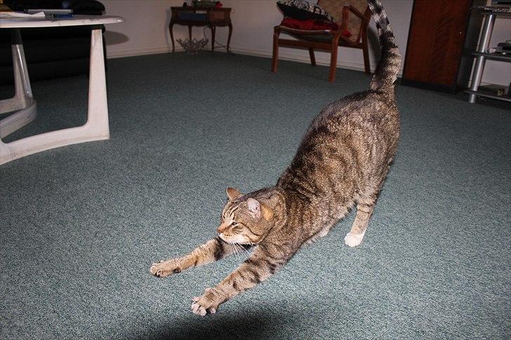 Huskat Elvis - R.I.P Sov godt billede 20