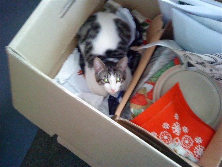 Huskat Basse billede 13