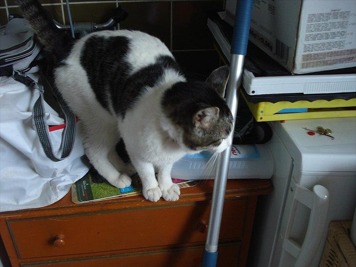 Huskat Basse billede 6