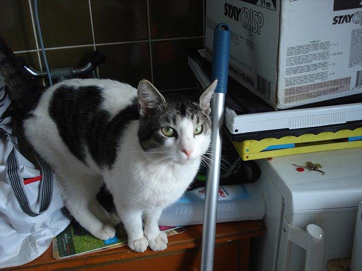 Huskat Basse billede 5