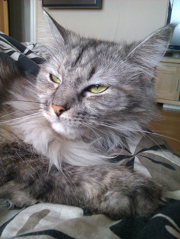 Maine Coon Cala billede 17